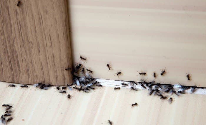 Ants Control image