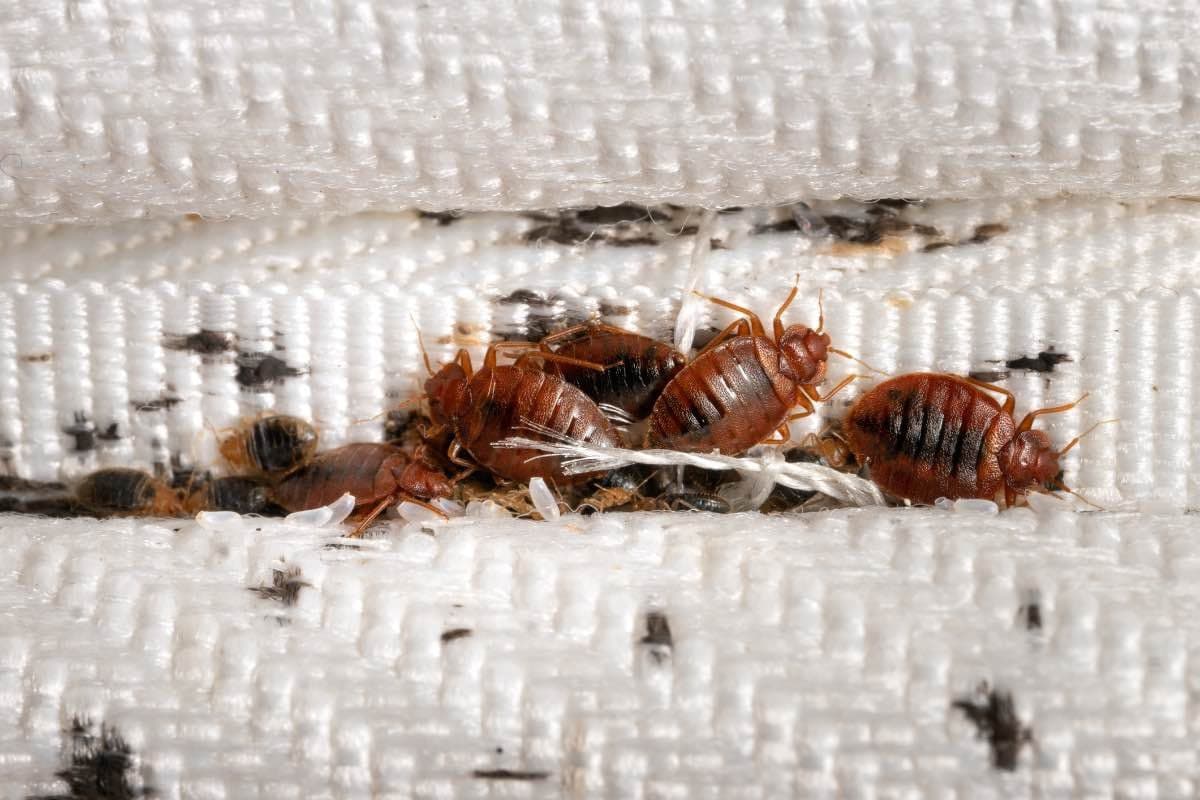 Bedbugs Control image