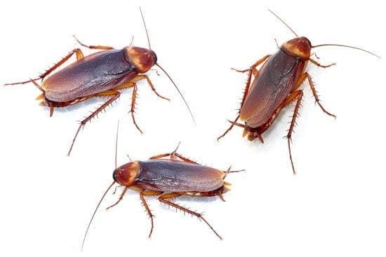 Cockroach Control image