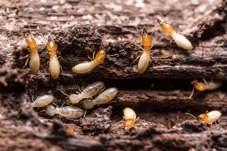 Termites Control image